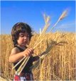 Gathering Sheaves